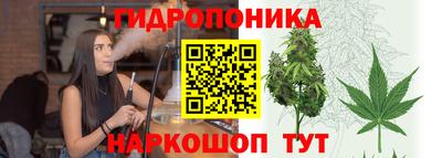 дмт Аргун